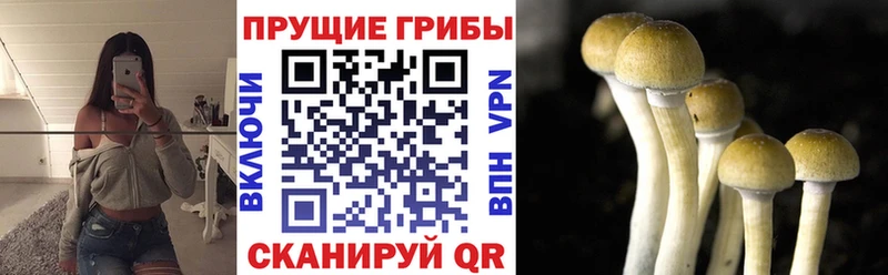 Галлюциногенные грибы Psilocybe  Шелехов 